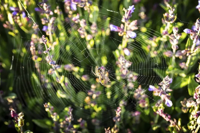 Framed Print : Common sage (Salvia officinalis) in bloom