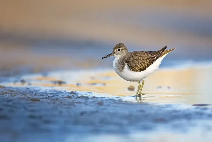 Framed Print : Common sandpiper (Actitis hypoleucos)