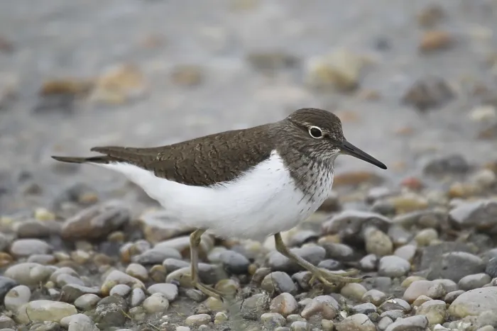 Framed Print : Common Sandpiper (Actitis hypoleucos)