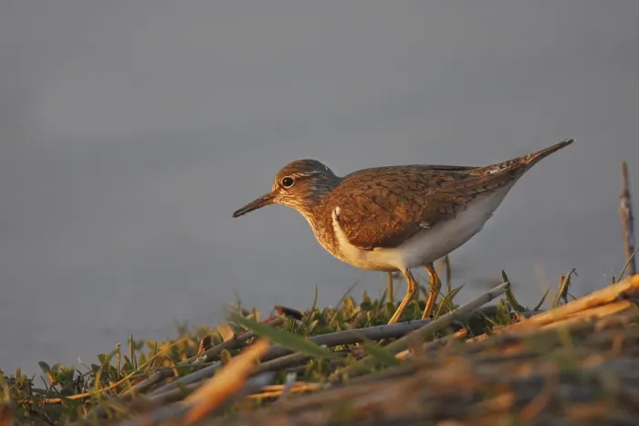 Framed Print : Common Sandpiper, Actitis hypoleucos Framed Print : Common Sandpiper, Actitis hypoleucos