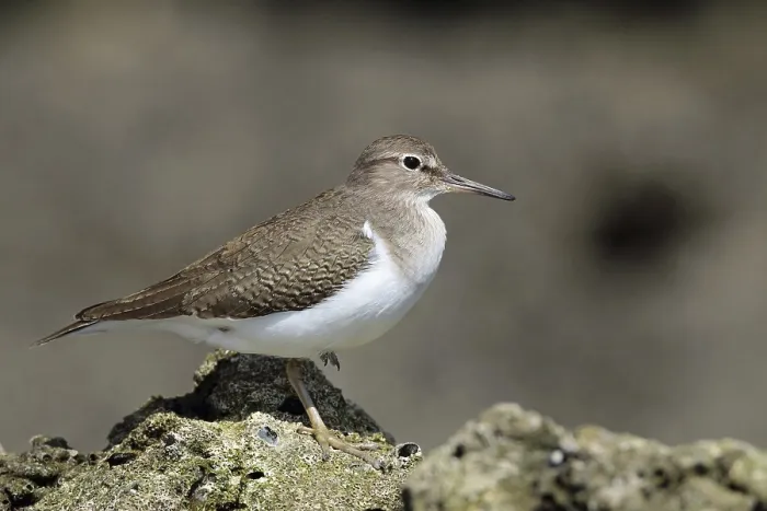Framed Print : Common sandpiper, Actitis hypoleucos Framed Print : Common sandpiper, Actitis hypoleucos