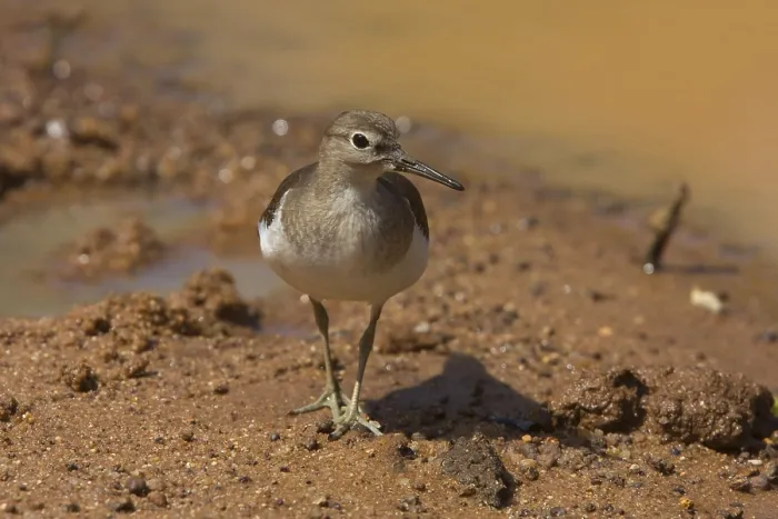 Framed Print : Common sandpiper (Actitis hypoleucos) Framed Print : Common sandpiper (Actitis hypoleucos)