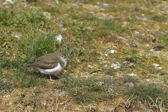 Framed Print : Common sandpiper (Actitis hypoleucos)
