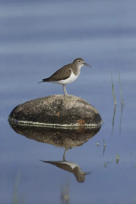Framed Print : Common Sandpiper (Actitis hypoleucos) adult