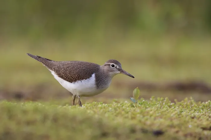 Framed Print : Common Sandpiper (Actitis hypoleucos) foraging Framed Print : Common Sandpiper (Actitis hypoleucos) foraging