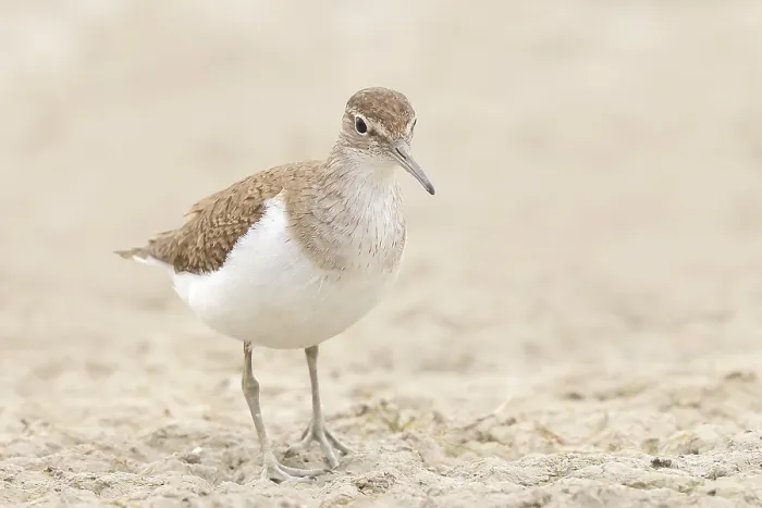Framed Print : Common sandpiper (Actitis hypoleucos) looking for food at the edge of a body of water