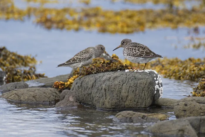 Framed Print : Common sandpiper (Calidris maritima) foraging on the coast