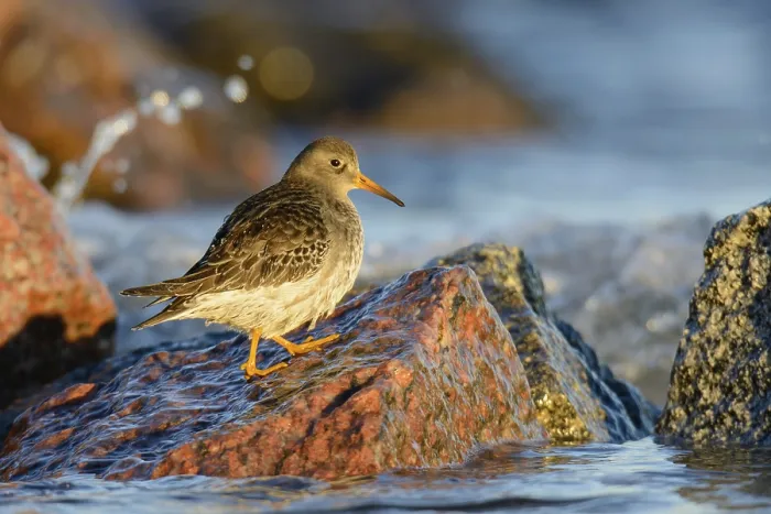 Framed Print : Common sandpiper foraging on the beach (calidris maritima)