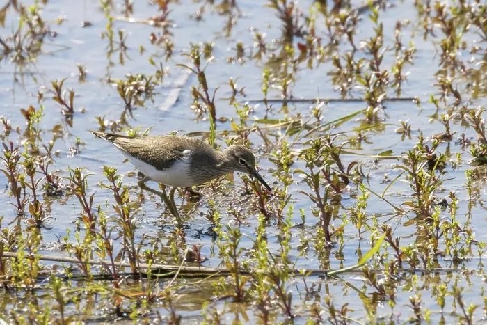 Framed Print : Common Sandpiper Water Bird (Actitis hypoleucos)