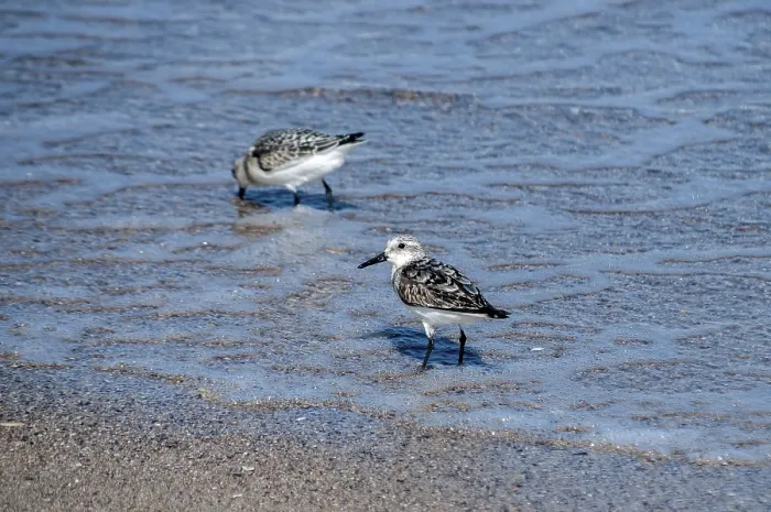 Framed Print : Common sandpipers Actitis hypoleucos on sand beach water line in sunny summer day Framed Print : Common sandpipers Actitis hypoleucos on sand beach water line in sunny summer day