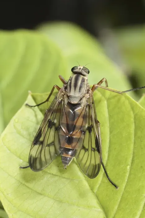 Framed Print : Common Scorpionfly (Panorpa communis)