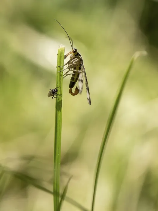 Framed Print : Common Scorpionfly (Panorpa communis)