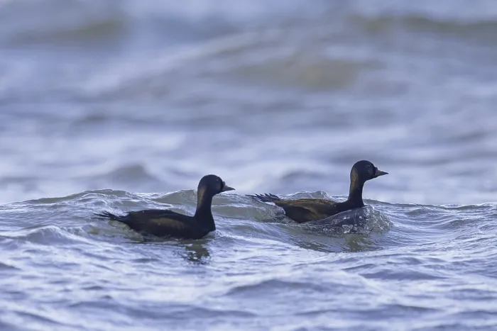 Framed Print : Two common scoter (Melanitta nigra) (Anas nigra) males