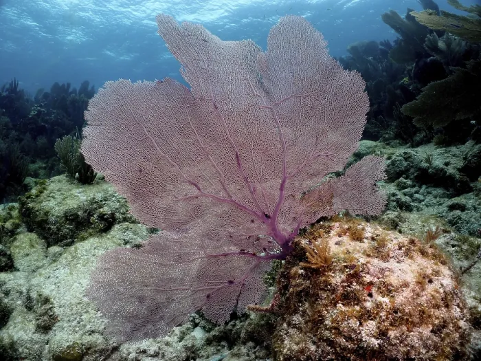 Framed Print : Common sea fan (Gorgonia ventalina)