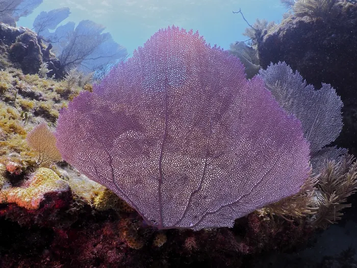 Framed Print : Common sea fan (Gorgonia ventalina)