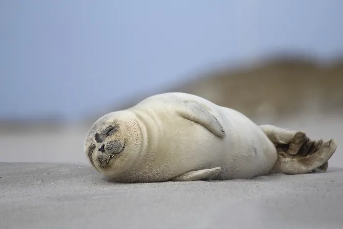 Framed Print : Common seal