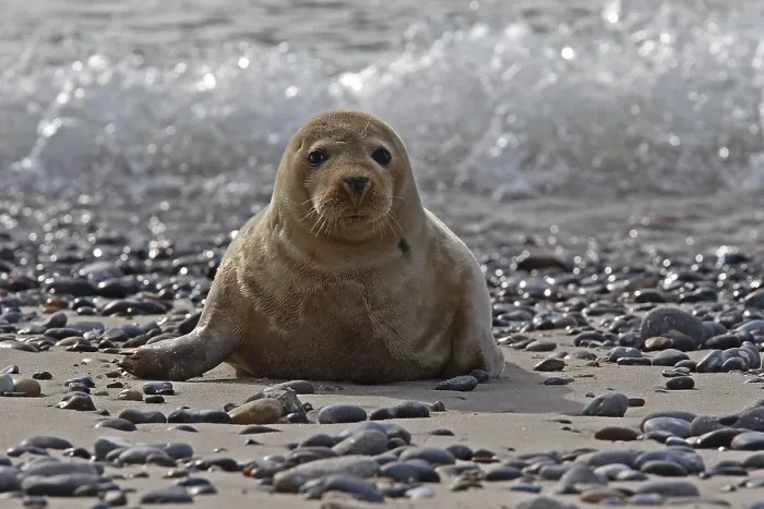 Framed Print : Common Seal (Phoca vitulina)