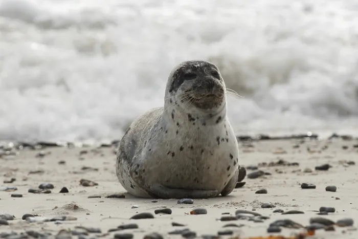 Framed Print : Common Seal (Phoca vitulina) Framed Print : Common Seal (Phoca vitulina)
