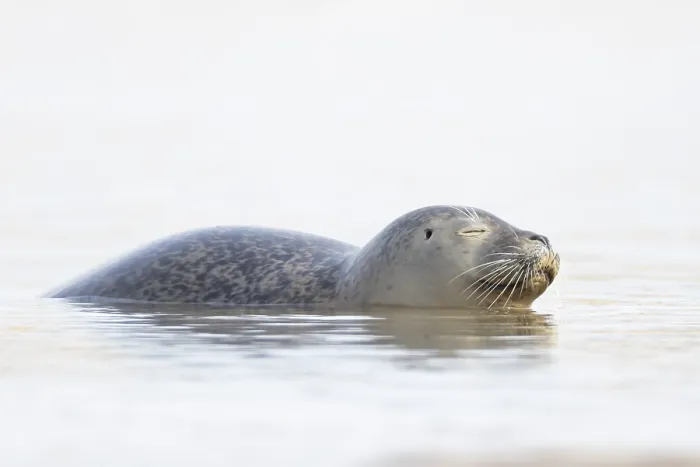 Framed Print : Common seal (Phoca vitulina) adult animal sleeping in the sea Framed Print : Common seal (Phoca vitulina) adult animal sleeping in the sea