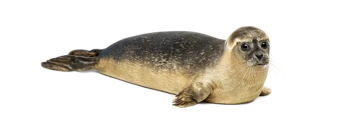 Framed Print : Common seal pup, Phoca vitulina Framed Print : Common seal pup, Phoca vitulina
