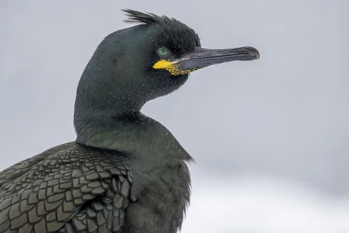 Framed Print : Common shag (Phalacrocorax aristotelis)