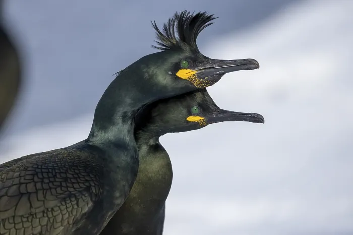 Framed Print : Common shag (Phalacrocorax aristotelis)