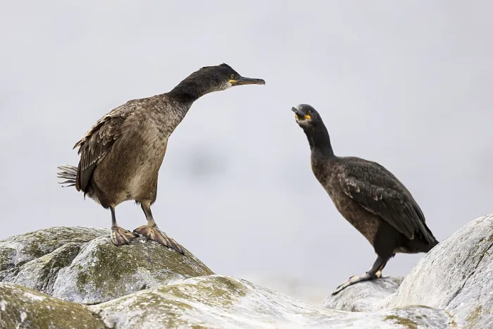 Framed Print : Common shag (Phalacrocorax aristotelis) Framed Print : Common shag (Phalacrocorax aristotelis)