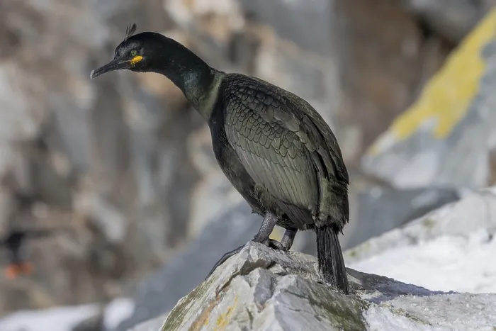 Framed Print : Common shag (Phalacrocorax aristotelis)