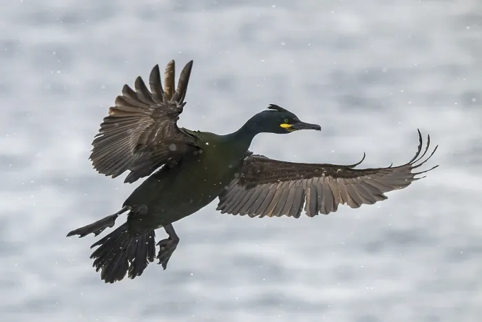 Framed Print : Common shag (Phalacrocorax aristotelis)