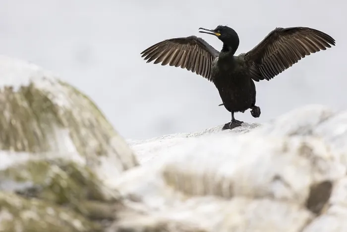 Framed Print : Common shag (Phalacrocorax aristotelis) drying its feathers