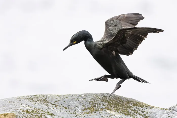 Framed Print : Common shag (Phalacrocorax aristotelis) hopping on a rock Framed Print : Common shag (Phalacrocorax aristotelis) hopping on a rock