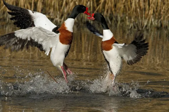 Framed Print : Common shelduck (Tadorna tadorna) Framed Print : Common shelduck (Tadorna tadorna)