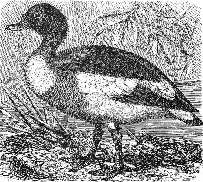 Framed Print : Common shelduck (Tadorna tadorna) Framed Print : Common shelduck (Tadorna tadorna)