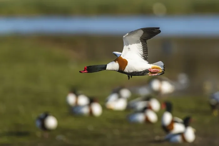Framed Print : Common Shelduck, Tadorna tadorna
