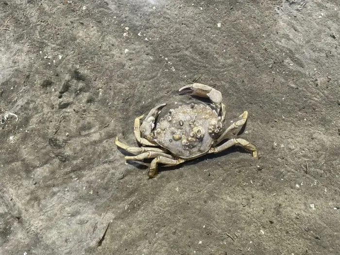 Framed Print : Common shore crab (Carcinus maenas) Framed Print : Common shore crab (Carcinus maenas)