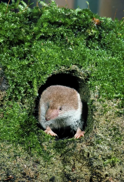 Framed Print : Common shrew (Sorex araneus), wood shrews Framed Print : Common shrew (Sorex araneus), wood shrews