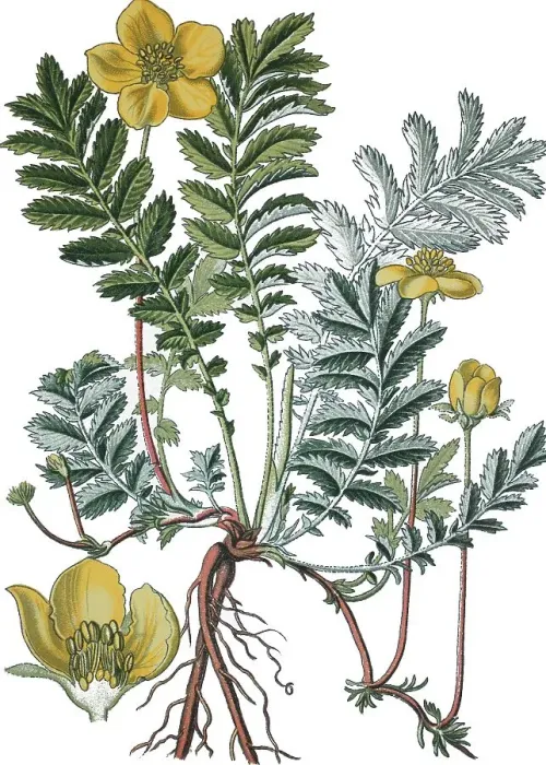 Framed Print : Common Silverweed (Potentilla anserina) Framed Print : Common Silverweed (Potentilla anserina)