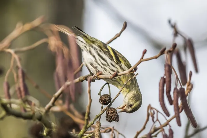 Framed Print : A common siskin pecks at the alder fruit