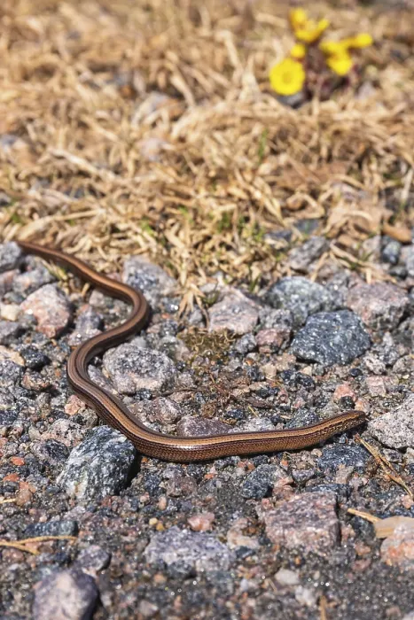 Framed Print : Common slow worm (Anguis fragilis) crawls on the ground in the spring sun Framed Print : Common slow worm (Anguis fragilis) crawls on the ground in the spring sun