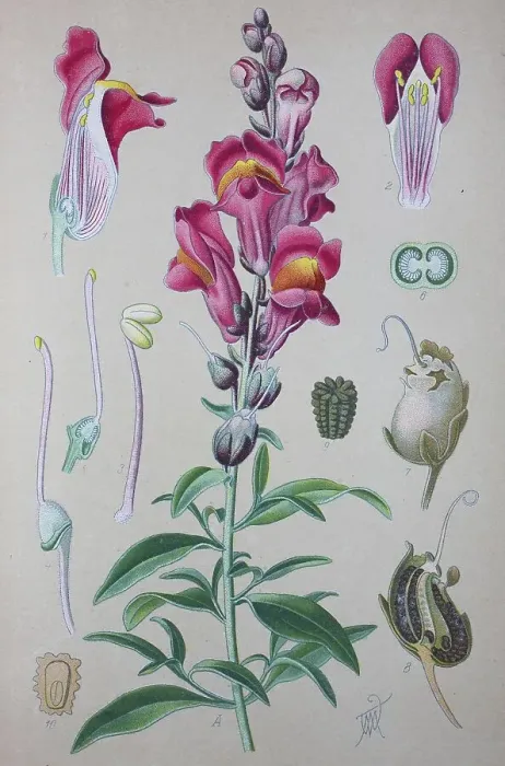 Framed Print : Common snapdragon (Antirrhinum majus)