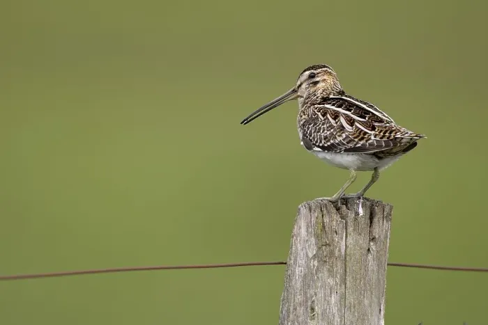 Framed Print : Common Snipe (Gallinago gallinago)