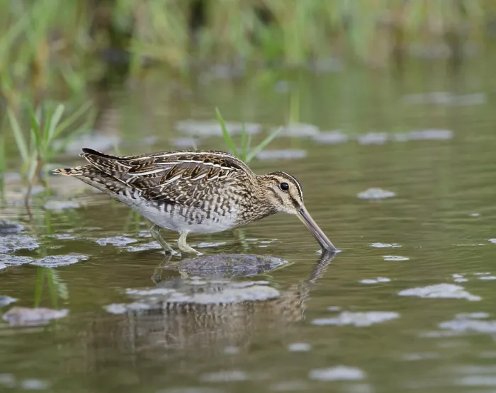 Framed Print : Common snipe (Gallinago gallinago) Framed Print : Common snipe (Gallinago gallinago)