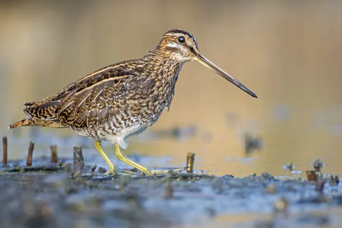 Framed Print : Common Snipe (Gallinago gallinago) Framed Print : Common Snipe (Gallinago gallinago)