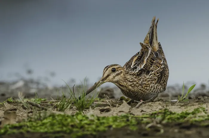 Framed Print : Common Snipe (Gallinago gallinago) Framed Print : Common Snipe (Gallinago gallinago)