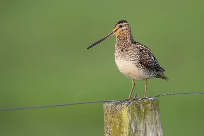 Framed Print : Common Snipe (Gallinago gallinago) Framed Print : Common Snipe (Gallinago gallinago)