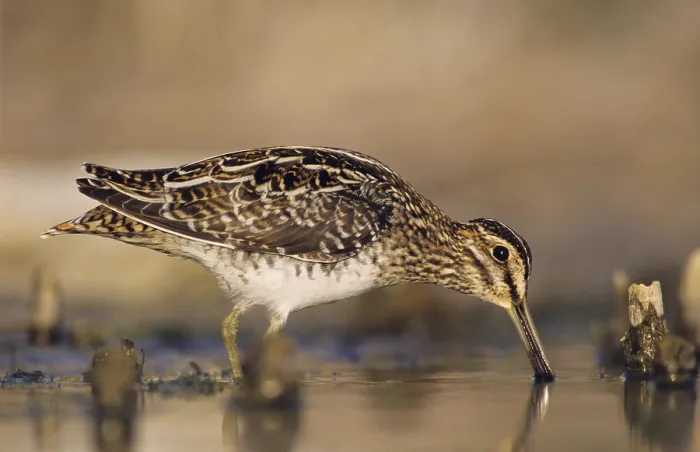 Framed Print : Common Snipe (Gallinago gallinago) Framed Print : Common Snipe (Gallinago gallinago)