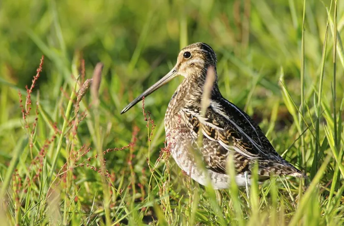 Framed Print : Common Snipe (Gallinago gallinago)
