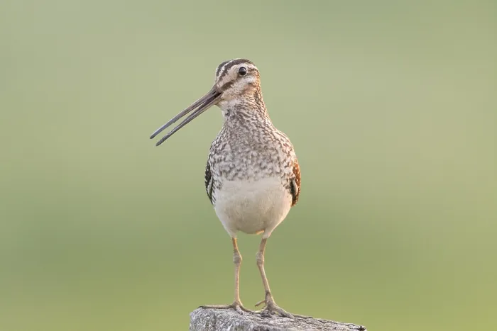 Framed Print : Common Snipe (Gallinago) (gallinago)