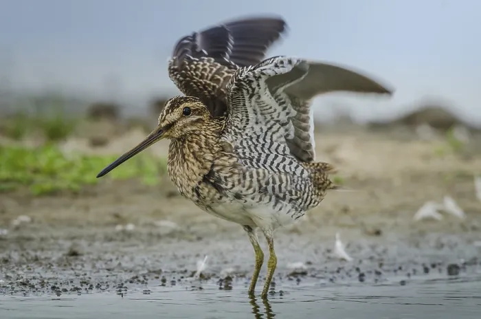 Framed Print : Common Snipe (Gallinago gallinago)