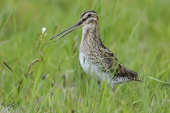 Framed Print : Common Snipe (Gallinago gallinago)